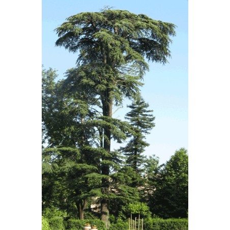 Cedrus Libani - 10 graines