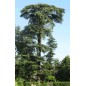 Cedrus Libani - 10 graines
