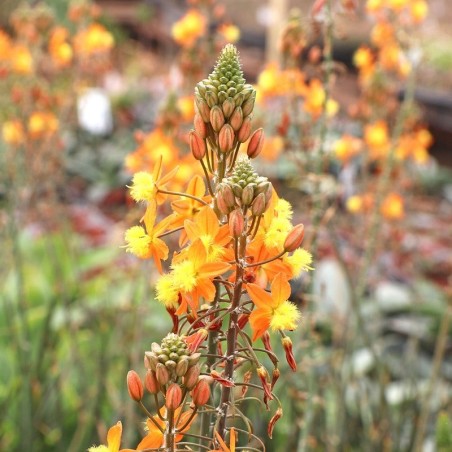 Bulbine Frutescens Orange - 10 graines