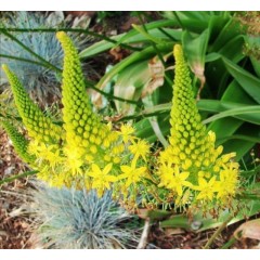 Graines de Bulbine Natalensis - 10 graines - Graines exotiques -  - 1