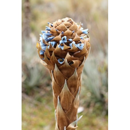 Puya à feuilles de yucca en pleine floraison