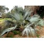 Brahea Dulcis - 10 graines Brahea Dulcis - 10 graines