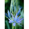 Camassia Leichtlinii - 10 graines