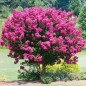 Lagerstroemia Indica - 10 graines Lagerstroemia Indica - 10 graines