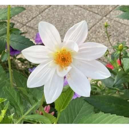 Dahlia Imperialis Alba - 10 graines