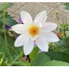 Dahlia Imperialis Alba - 10 graines