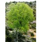 Celtis Australis - 10 graines Celtis Australis - 10 graines