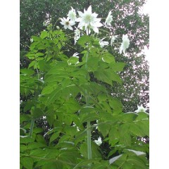 Graines de Dahlia Imperialis Alba - 10 graines - Graines exotiques -  - 2