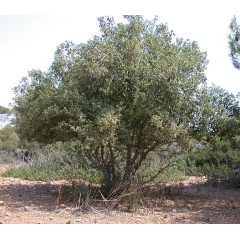 Graines de Pistacia Terebinthus - 10 graines - Graines d'arbres -  - 1