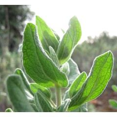 Feuilles de ciste cotonneux