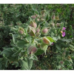 Bourgeons de ciste cotonneux