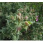 Cistus Albidus - 10 graines Cistus Albidus - 10 graines