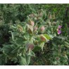 Bourgeons de ciste cotonneux