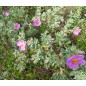 Cistus Albidus - 10 graines Cistus Albidus - 10 graines
