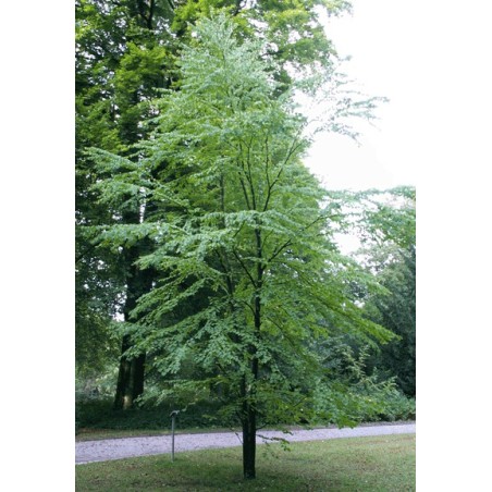 Cercidiphyllum Japonicum - 10 graines