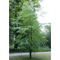 Cercidiphyllum Japonicum - 10 graines Cercidiphyllum Japonicum - 10 graines