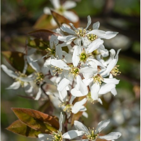 Amelanchier Lamarckii - 10 graines