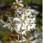Amelanchier Lamarckii - 10 graines Amelanchier Lamarckii - 10 graines
