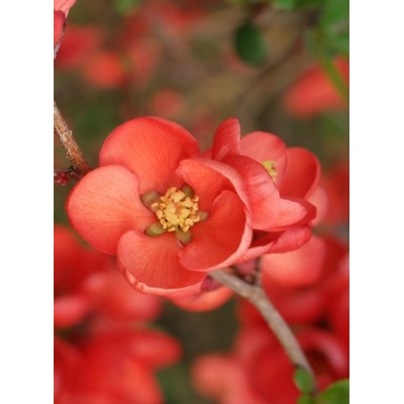 Chaenomeles Japonica - 10 graines