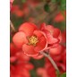 Chaenomeles Japonica - 10 graines Chaenomeles Japonica - 10 graines
