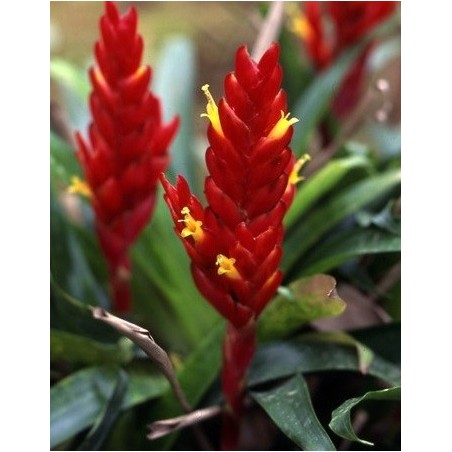 Costus Lima - 10 graines