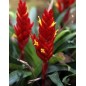 Costus Lima - 10 graines Costus Lima - 10 graines