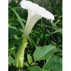 Graines de Datura Innoxia - 10 graines - Graines exotiques -  - 1