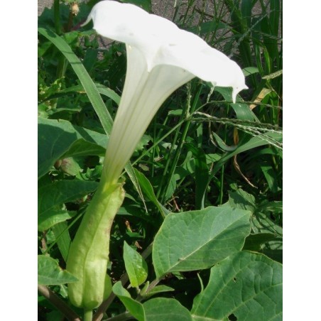 Datura Innoxia - 10 graines