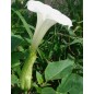 Datura Innoxia - 10 graines Datura Innoxia - 10 graines