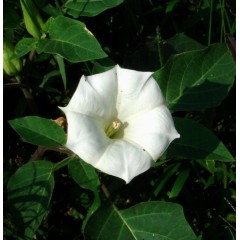 Graines de Datura Innoxia - 10 graines - Graines exotiques -  - 2