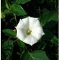 Datura Innoxia - 10 graines Datura Innoxia - 10 graines