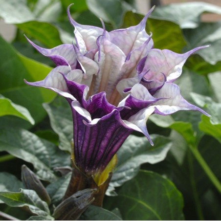 Datura Metel - 10 graines