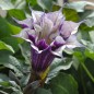 Datura Metel - 10 graines