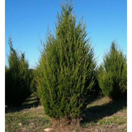 Juniperus Virginiana - 10 graines