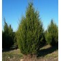 Juniperus Virginiana - 10 graines