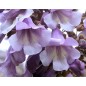 Paulownia Catalpifolia - 10 graines Paulownia Catalpifolia - 10 graines