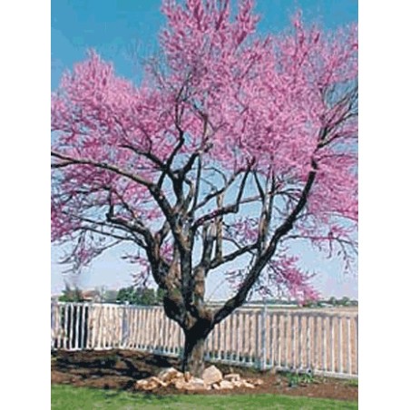 Cercis Canadensis - 10 graines