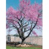 Cercis Canadensis - 10 graines