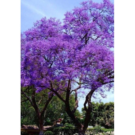 Paulownia Elongata - 10 graines