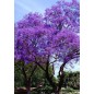 Paulownia Elongata - 10 graines Paulownia Elongata - 10 graines