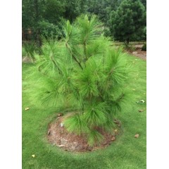 Graines de Pinus Yunnanensis - 10 graines - Graines d'arbres -  - 1