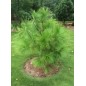 Pinus Yunnanensis - 10 graines Pinus Yunnanensis - 10 graines