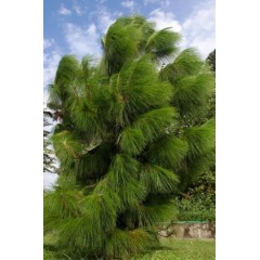 Graines de Pinus Yunnanensis - 10 graines - Graines d'arbres -  - 2