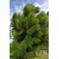 Pinus Yunnanensis - 10 graines Pinus Yunnanensis - 10 graines