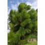 Pinus Yunnanensis - 10 graines