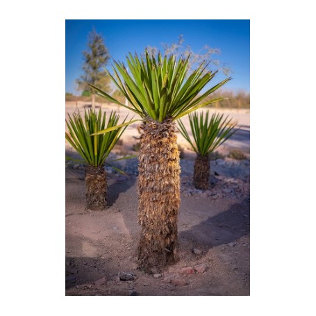 Yucca Carnerosana- 10 graines