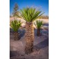 Yucca Carnerosana- 10 graines Yucca Carnerosana- 10 graines