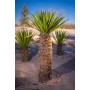Yucca Carnerosana- 10 graines