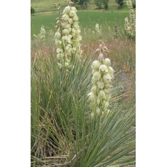 Graines de Yucca Glauca - 10 graines - Graines exotiques -  - 1