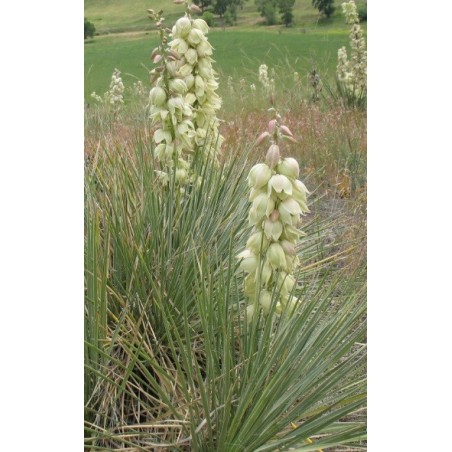 Yucca Glauca - 10 graines